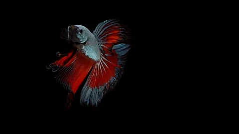 Super slow motion of Siamese fighting fish (Betta splendens), well known name Stock Footage 104694004