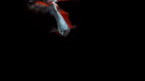 Super slow motion of Siamese fighting fish (Betta splendens), well known name Stock Footage 104694075