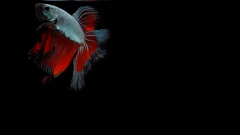 Super slow motion of Siamese fighting fish (Betta splendens), well known name Stock Footage 104694436
