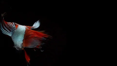 Super slow motion of Siamese fighting fish (Betta splendens), well known name Stock Footage 104694995