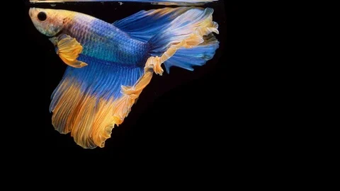 Super slow motion of Siamese fighting fish (Betta splendens), well known name Stock Footage 104695419
