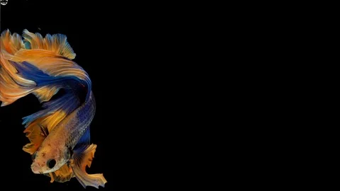 Super slow motion of Siamese fighting fish (Betta splendens), well known name Stock Footage 104695639