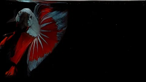 Super slow motion of Siamese fighting fish (Betta splendens), well known name Stock Footage 104696785