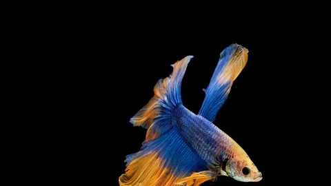 Super slow motion of Siamese fighting fish (Betta splendens), well known name Stock Footage 104697188