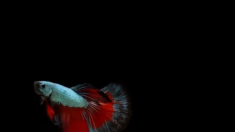 Super slow motion of Siamese fighting fish (Betta splendens), well known name Stock Footage 104891763