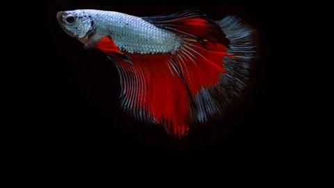 Super slow motion of Siamese fighting fish (Betta splendens), well known name Stock Footage 104892062