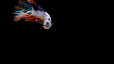 Super slow motion of Siamese fighting fish (Betta splendens), well known name Stock Footage 105090929
