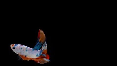 Super slow motion of Siamese fighting fish (Betta splendens), well known name Stock Footage 105092415
