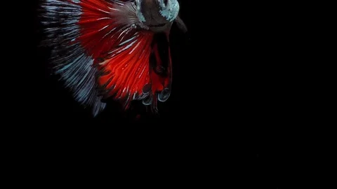 Super slow motion of Siamese fighting fish (Betta splendens), well known name Stock Footage 107959677