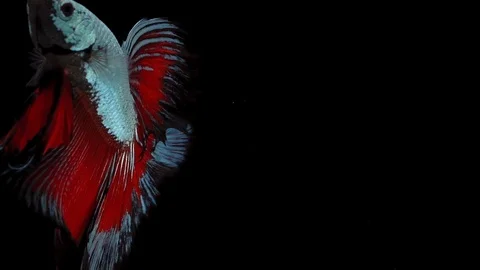 Super slow motion of Siamese fighting fish (Betta splendens), well known name Stock Footage 107961674
