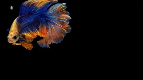 Super slow motion of Siamese fighting fish (Betta splendens), well known name Stock Footage 107963015
