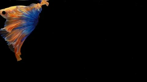 Super slow motion of Siamese fighting fish (Betta splendens), well known name Stock Footage 107963388