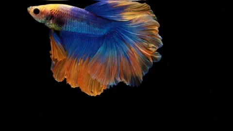 Super slow motion of Siamese fighting fish (Betta splendens), well known name Stock Footage 107963612