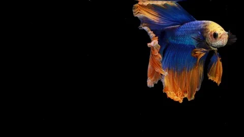 Super slow motion of Siamese fighting fish (Betta splendens), well known name Stock Footage 107963665