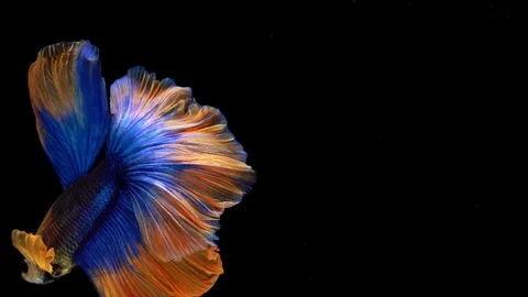 Super slow motion of Siamese fighting fish (Betta splendens), well known name Stock Footage 107963855