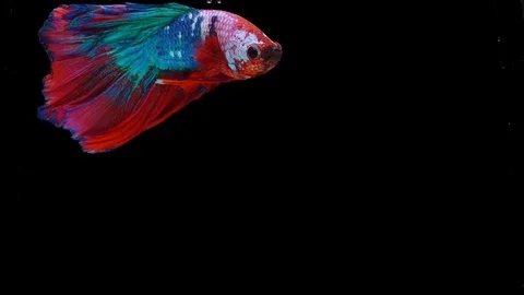 Super slow motion of Siamese fighting fish (Betta splendens), well known name Stock Footage 108137368