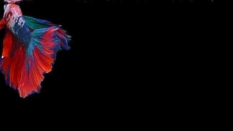 Super slow motion of Siamese fighting fish (Betta splendens), well known name Stock Footage 108137951