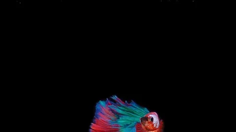 Super slow motion of Siamese fighting fish (Betta splendens), well known name Stock Footage 108138566
