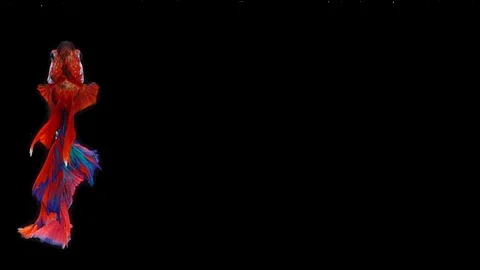 Super slow motion of Siamese fighting fish (Betta splendens), well known name Stock Footage 108138687