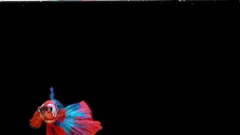 Super slow motion of Siamese fighting fish (Betta splendens), well known name Stock Footage 108138722