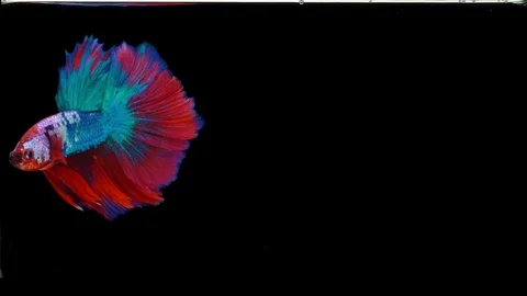 Super slow motion of Siamese fighting fish (Betta splendens), well known name Stock Footage 108139734