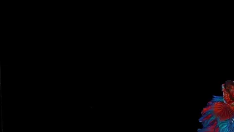 Super slow motion of Siamese fighting fish (Betta splendens), well known name Stock Footage 108141372