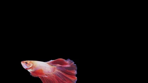 Super slow motion of Siamese fighting fish (Betta splendens), well known name Stock Footage 109467823