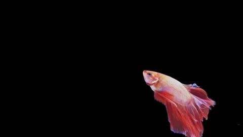 Super slow motion of Siamese fighting fish (Betta splendens), well known name Stock Footage 109467848