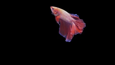 Super slow motion of Siamese fighting fish (Betta splendens), well known name Stock Footage 109467867