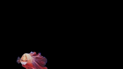Super slow motion of Siamese fighting fish (Betta splendens), well known name Stock Footage 109467888