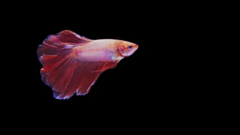 Super slow motion of Siamese fighting fish (Betta splendens), well known name Video stock 109467976