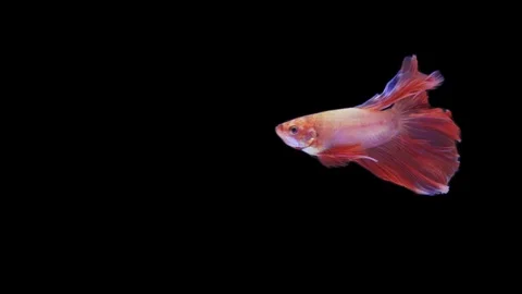 Super slow motion of Siamese fighting fish (Betta splendens), well known name Stock Footage 109468040