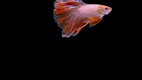 Super slow motion of Siamese fighting fish (Betta splendens), well known name Stock Footage 109468073