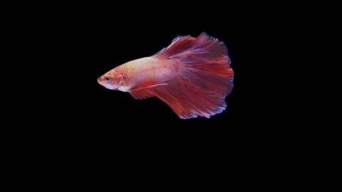 Super slow motion of Siamese fighting fish (Betta splendens), well known name Stock Footage 109468079
