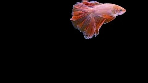 Super slow motion of Siamese fighting fish (Betta splendens), well known name Stock Footage 109468109