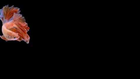 Super slow motion of Siamese fighting fish (Betta splendens), well known name Stock Footage 109468270