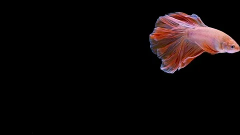 Super slow motion of Siamese fighting fish (Betta splendens), well known name Stock Footage 109468284