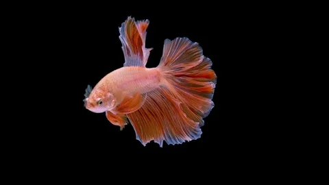 Super slow motion of Siamese fighting fish (Betta splendens), well known name Stock Footage 109468311