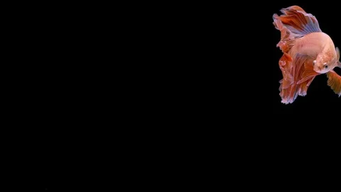 Super slow motion of Siamese fighting fish (Betta splendens), well known name Stock Footage 109468332