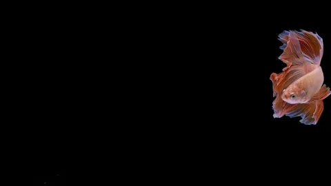 Super slow motion of Siamese fighting fish (Betta splendens), well known name Stock Footage 109468397