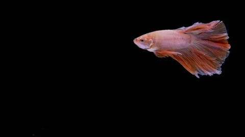 Super slow motion of Siamese fighting fish (Betta splendens), well known name Stock Footage 109468415
