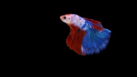Super slow motion of Siamese fighting fish (Betta splendens), well known name Stock Footage 110159214