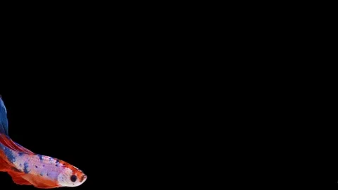 Super slow motion of Siamese fighting fish (Betta splendens), well known name Stock Footage 110160419