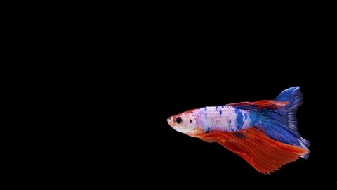 Super slow motion of Siamese fighting fish (Betta splendens), well known name Stock Footage 110161694