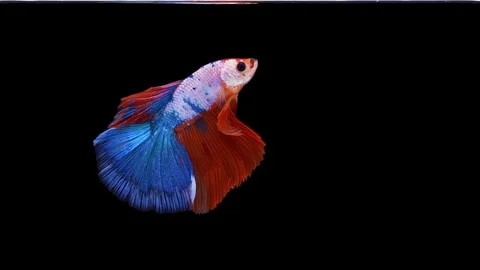 Super slow motion of Siamese fighting fish (Betta splendens), well known name Stock Footage 110166992