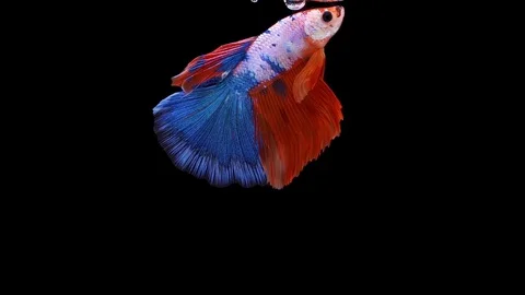 Super slow motion of Siamese fighting fish (Betta splendens), well known name Stock Footage 110172772