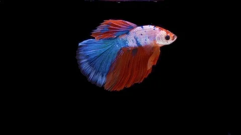 Super slow motion of Siamese fighting fish (Betta splendens), well known name Stock Footage 110173470