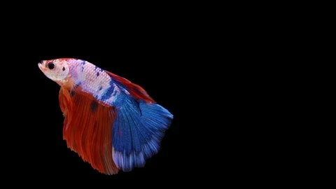 Super slow motion of Siamese fighting fish (Betta splendens), well known name Stock Footage 110173667