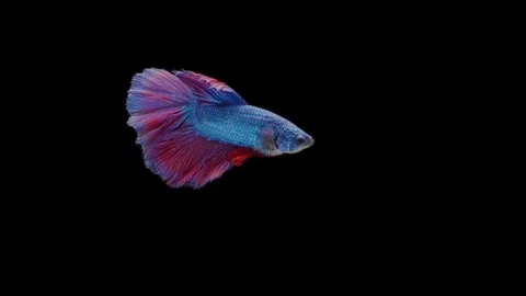 Super slow motion of Siamese fighting fish (Betta splendens), well known name Stock Footage 111044676