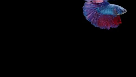 Super slow motion of Siamese fighting fish (Betta splendens), well known name Stock Footage 111044677